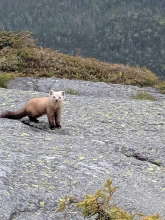 pinemarten1